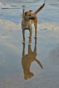 Dog running on beach