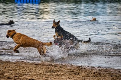 View of dogs running in water