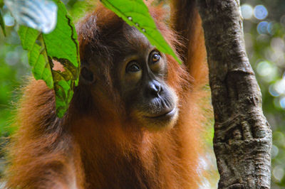 Portrait of monkey on tree in forest