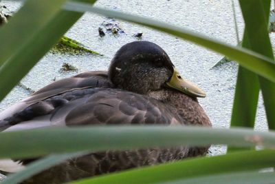 Close-up of a bird