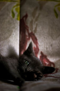 Close-up of cat resting