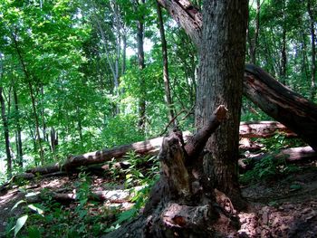 Trees growing in forest