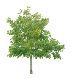 Close-up of tree against white background