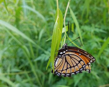 Close-up of butterfly on grass