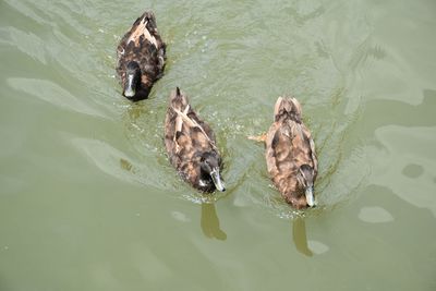 High angle view of duck swimming in lake