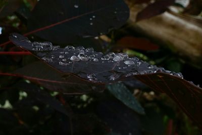 Close-up of water drops on leaf