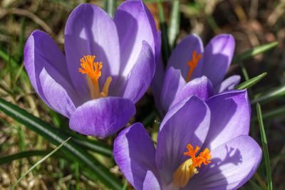 Close-up of purple crocus flowers growing in field