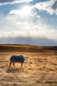 Beautiful view along the godley peaks road to the mt john astronomical observatory, new zealand.