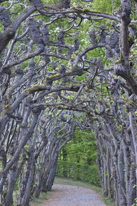 Trees in park