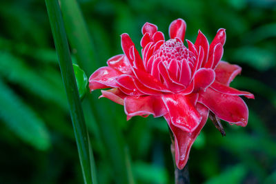 Close-up of wet red flower