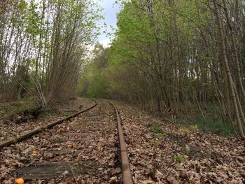 Railroad track in forest