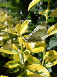 Close-up of insect on yellow leaf