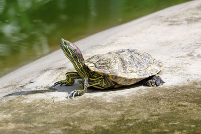 Close-up of lizard on a lake