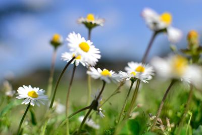 Close-up of white daisy flowers