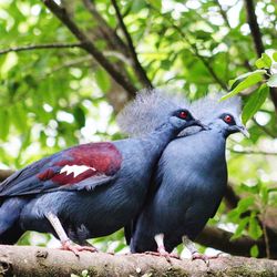 Close-up of bird perching on tree