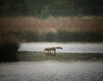 Side view of a horse in the water