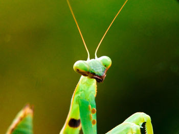 Close-up of insect on plant