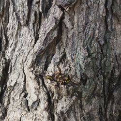 Full frame shot of tree trunk