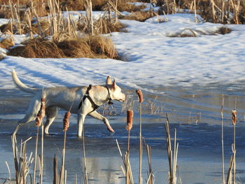View of dogs in snow during winter