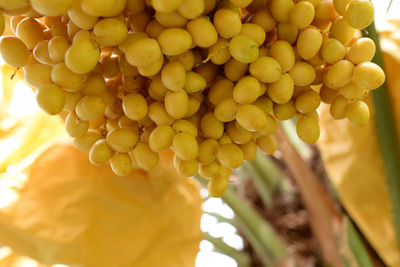 Close-up of grapes