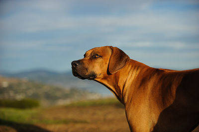 Dog standing on field against sky