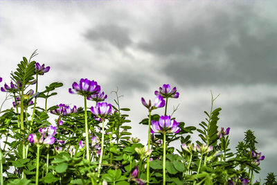 Purple flowering plants against sky