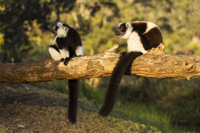 Sheep sitting on wood