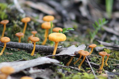 Close-up of mushroom growing on field