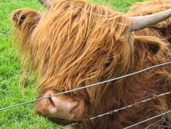 Close-up of a horse