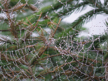 spider web