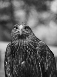 Close-up portrait of owl