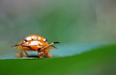 Close-up of insect