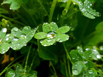 Close-up of water drops on leaves