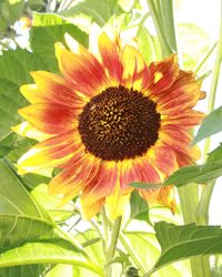 Close-up of flower blooming outdoors