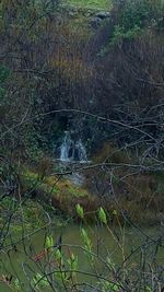 Stream flowing through a forest