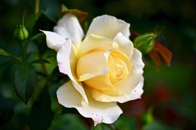 Close-up of white rose