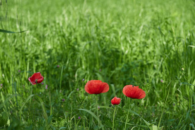 Close-up of red poppies on field