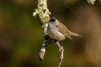 Close-up of bird perching outdoors