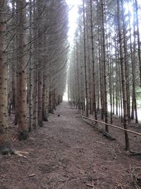 Trees in forest