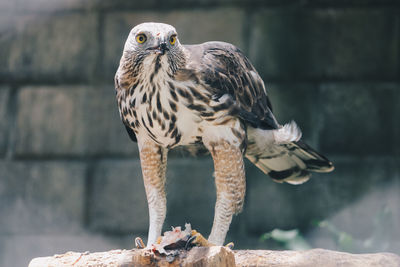 Close-up of a bird