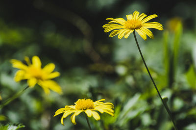 Close-up of yellow flower