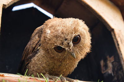 Close-up of bird