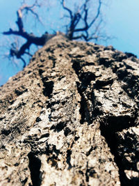 Low angle view of tree trunk