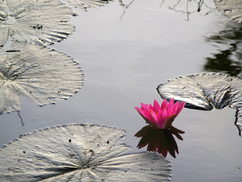 Pink lotus water lily in lake