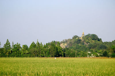 Trees on field against clear sky