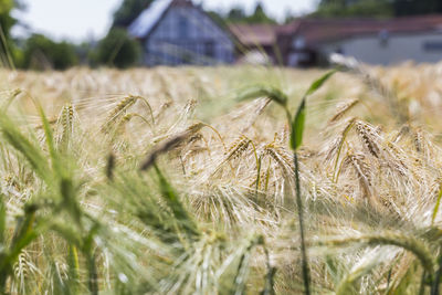 Close-up of wheat field