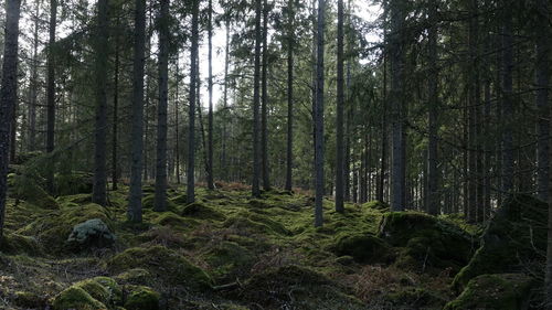 Trees growing in forest