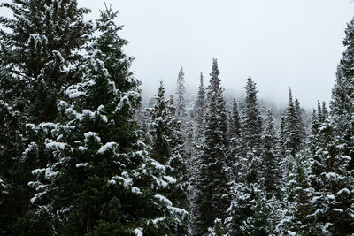 Pine trees in forest during winter against sky