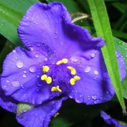 Close-up of purple flower