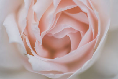 Close-up of white rose